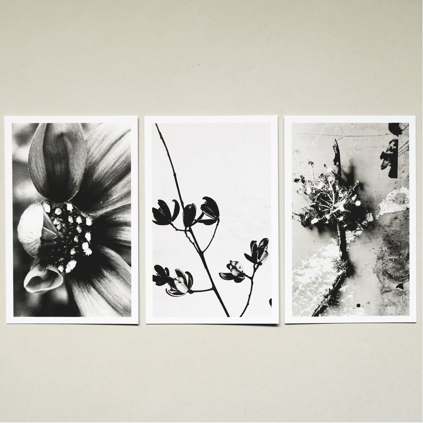 A Quiet Garden Postcard Set