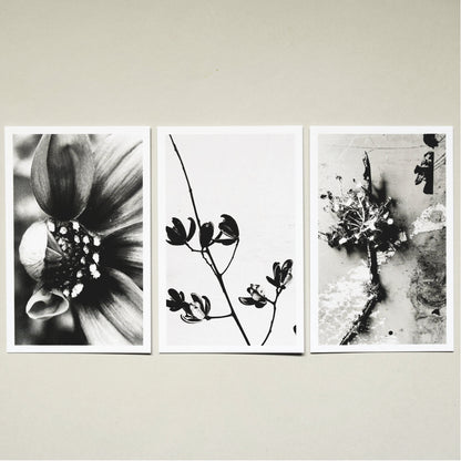 A Quiet Garden Postcard Set