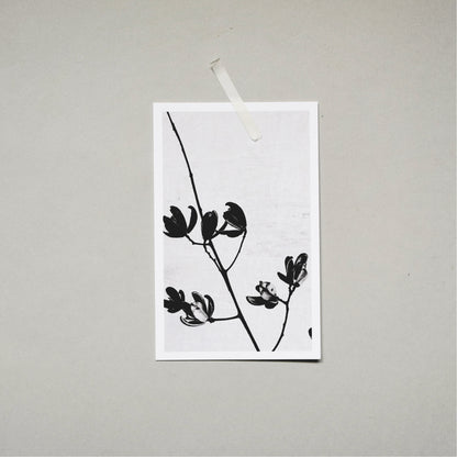 A Quiet Garden Postcard Set